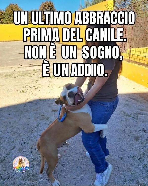 Shapo Amstaff 5Anni Dal Divano Al Canile.caserta